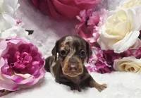 Kisses, a female Miniature Dachshund for sale in Belgrade, MN – 8 of 10