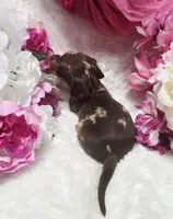Kisses, a female Miniature Dachshund for sale in Belgrade, MN – 5 of 10