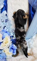 Boo, a male Miniature Dachshund for sale in Belgrade, MN – 10 of 10