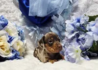 Cudda, a male Miniature Dachshund for sale in Belgrade, MN – 2 of 9