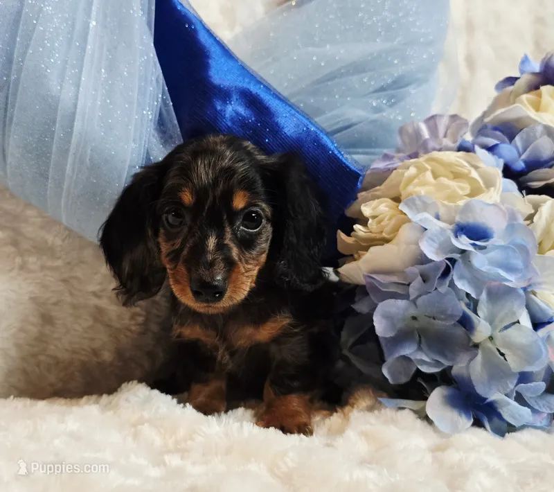 Caption  – Miniature Dachshund puppy for sale in Belgrade, MN