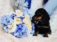 Doda , a male Miniature Dachshund for sale in Belgrade, MN – 7 of 9