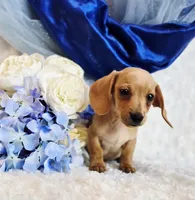 processed/36cee6ff-0d12-4806-8c58-606a1ca5f04d/listing/7ff72b0e-59c2-4d28-9470-67921bb0100d/008deef5-58aa-4fff-8aa0-007b2cc8c519