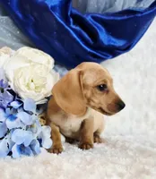 processed/36cee6ff-0d12-4806-8c58-606a1ca5f04d/listing/7ff72b0e-59c2-4d28-9470-67921bb0100d/200c7464-60b6-411f-8a1a-fbce3aae11ef