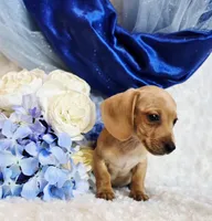 processed/36cee6ff-0d12-4806-8c58-606a1ca5f04d/listing/7ff72b0e-59c2-4d28-9470-67921bb0100d/26ab31c6-f497-4df2-9823-e63b8dc28fa2