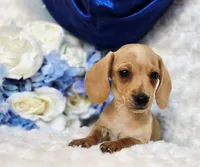 processed/36cee6ff-0d12-4806-8c58-606a1ca5f04d/listing/7ff72b0e-59c2-4d28-9470-67921bb0100d/db159441-5327-450a-ad77-6ee06d562de1