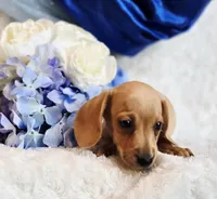 processed/36cee6ff-0d12-4806-8c58-606a1ca5f04d/listing/7ff72b0e-59c2-4d28-9470-67921bb0100d/dcda11e6-b965-44bf-9404-9576cf331d43