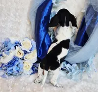 Goose, a male Miniature Dachshund for sale in Belgrade, MN – 6 of 8