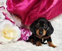 Darla, a female Miniature Dachshund for sale in Belgrade, MN – 8 of 10
