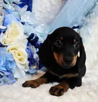 Doda , a male Miniature Dachshund for sale in Belgrade, MN – 2 of 9