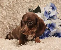 Hurshal, a male Miniature Dachshund for sale in Belgrade, MN – 5 of 10