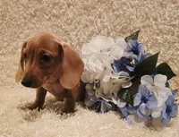 Oliver, a male Miniature Dachshund for sale in Belgrade, MN – 4 of 10