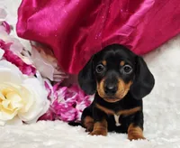 Darla, a female Miniature Dachshund for sale in Belgrade, MN – 5 of 10