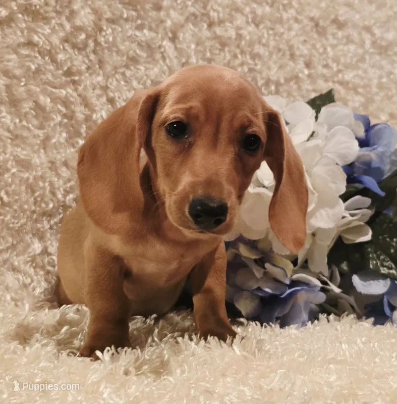 Oliver – Miniature Dachshund puppy for sale in Belgrade, MN
