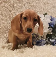 Oliver, a male Miniature Dachshund for sale in Belgrade, MN – 1 of 10