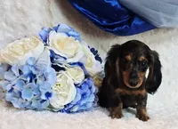Scoutt, a male Miniature Dachshund for sale in Belgrade, MN – 5 of 10
