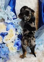 Boo, a male Miniature Dachshund for sale in Belgrade, MN – 8 of 10