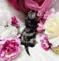 Madam, a female Miniature Dachshund for sale in Belgrade, MN – 9 of 10
