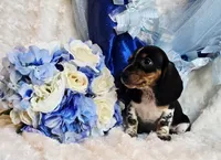 Rabbit, a male Miniature Dachshund for sale in Belgrade, MN – 5 of 10