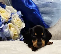 Stan, a male Miniature Dachshund for sale in Belgrade, MN – 5 of 7