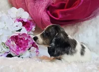 Jewels , a female Miniature Dachshund for sale in Belgrade, MN – 7 of 10