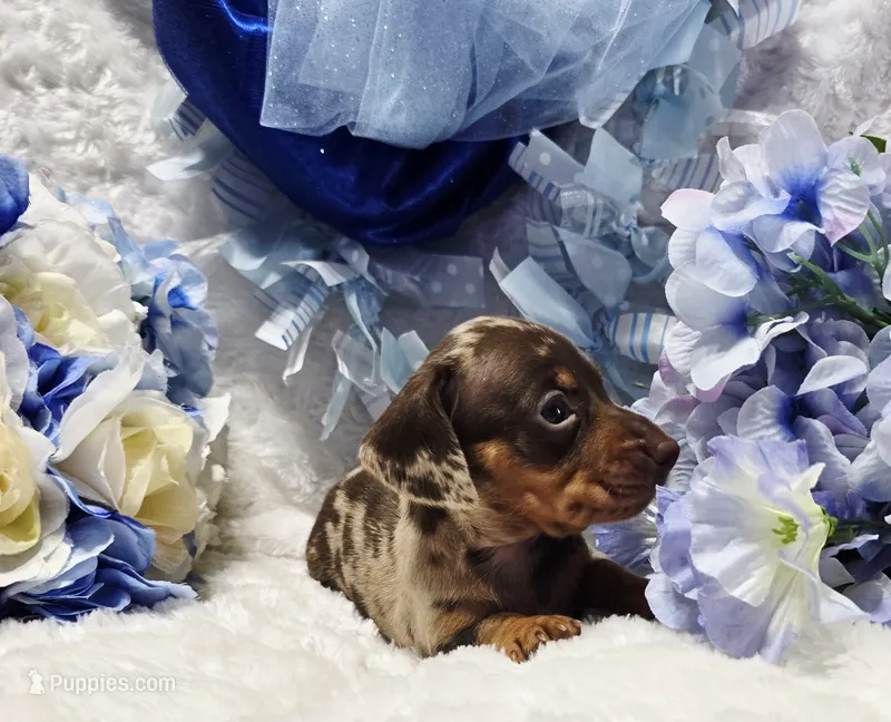 Cudda – Miniature Dachshund puppy for sale in Belgrade, MN