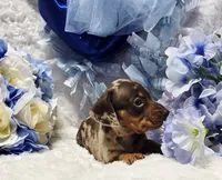 Cudda, a male Miniature Dachshund for sale in Belgrade, MN – 1 of 9
