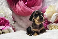 Madam, a female Miniature Dachshund for sale in Belgrade, MN – 1 of 10