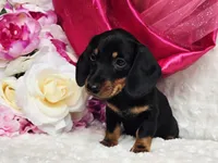 Sally, a female Miniature Dachshund for sale in Belgrade, MN – 9 of 10