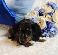 Caption , a male Miniature Dachshund for sale in Belgrade, MN – 3 of 10