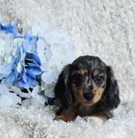 Bravvo, a male Miniature Dachshund for sale in Belgrade, MN – 4 of 7