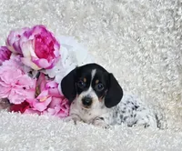 Sadie, a female Miniature Dachshund for sale in Belgrade, MN – 3 of 6