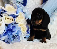 Doda , a male Miniature Dachshund for sale in Belgrade, MN – 6 of 9