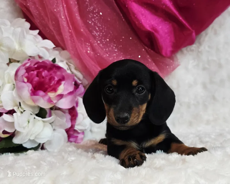 Missy – Miniature Dachshund puppy for sale in Belgrade, MN