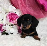 Missy, a female Miniature Dachshund for sale in Belgrade, MN – Photo 5 of 10