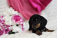 Missy, a female Miniature Dachshund for sale in Belgrade, MN – Photo 8 of 10