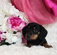 Missy, a female Miniature Dachshund for sale in Belgrade, MN – Photo 4 of 10