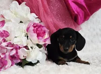 Missy, a female Miniature Dachshund for sale in Belgrade, MN – Photo 10 of 10