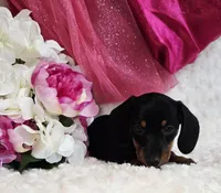 Missy, a female Miniature Dachshund for sale in Belgrade, MN – Photo 9 of 10