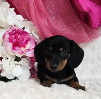 Missy, a female Miniature Dachshund for sale in Belgrade, MN – Photo 2 of 10