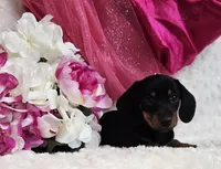 Missy, a female Miniature Dachshund for sale in Belgrade, MN – Photo 6 of 10