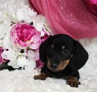 Missy, a female Miniature Dachshund for sale in Belgrade, MN – Photo 3 of 10