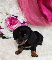 Missy, a female Miniature Dachshund for sale in Belgrade, MN – Photo 7 of 10