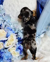 Boo, a male Miniature Dachshund for sale in Belgrade, MN – 2 of 10