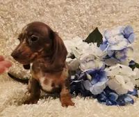 Hurshal, a male Miniature Dachshund for sale in Belgrade, MN – 10 of 10