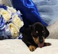 Stan, a male Miniature Dachshund for sale in Belgrade, MN – 6 of 7