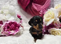 Squeeze, a male Miniature Dachshund for sale in Belgrade, MN – 9 of 10
