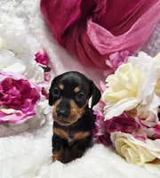 Squeeze, a male Miniature Dachshund for sale in Belgrade, MN – 10 of 10
