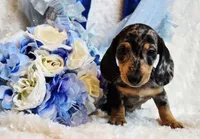 Boo, a male Miniature Dachshund for sale in Belgrade, MN – 9 of 10