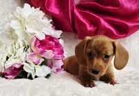 Red Reena , a female Miniature Dachshund for sale in Belgrade, MN – Photo 2 of 10